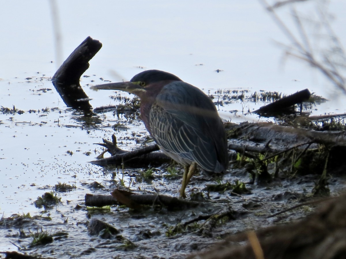 Green Heron - Babs Buck