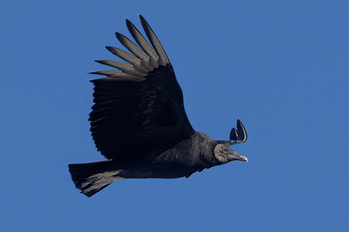 Black Vulture - ML418236801