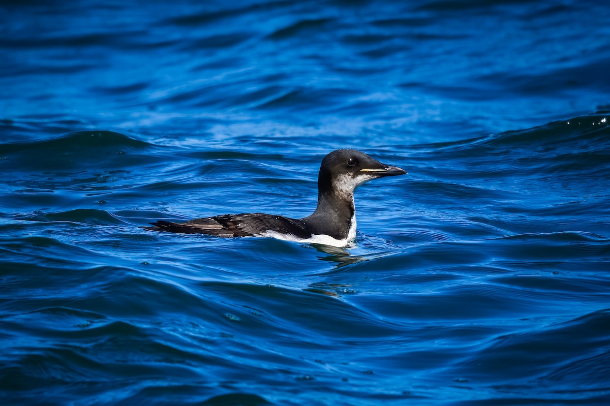 Thick-billed Murre - ML418237231