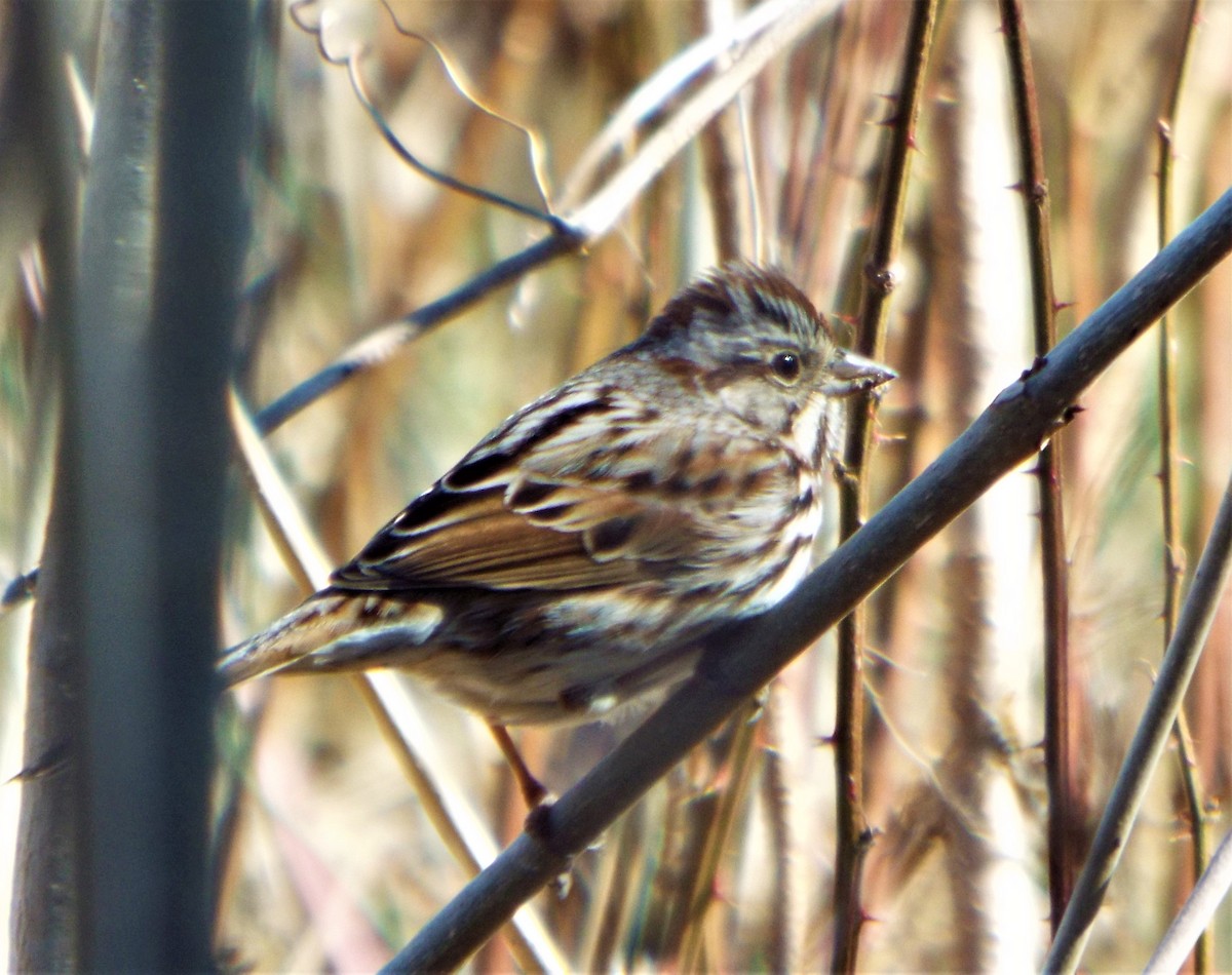 Song Sparrow - ML418237541