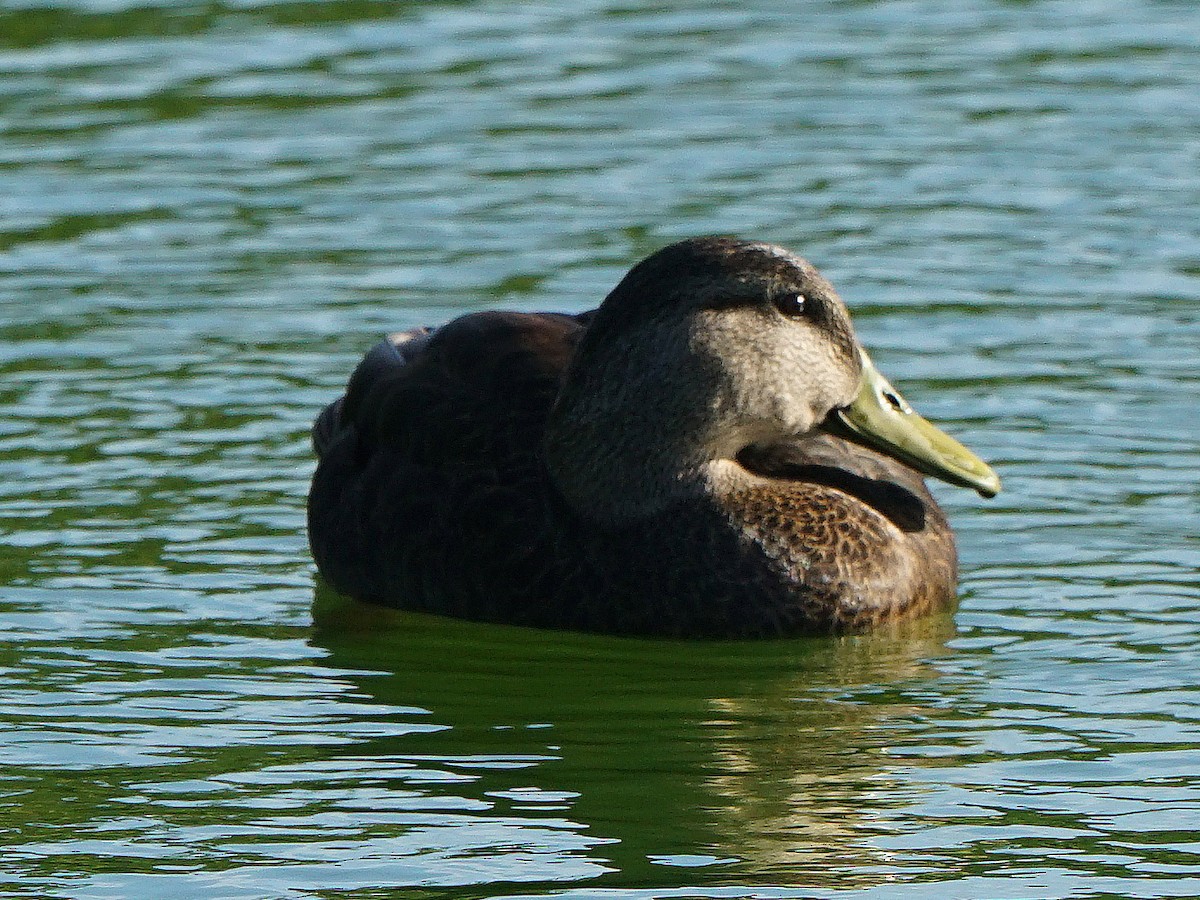 American Black Duck - ML418238971