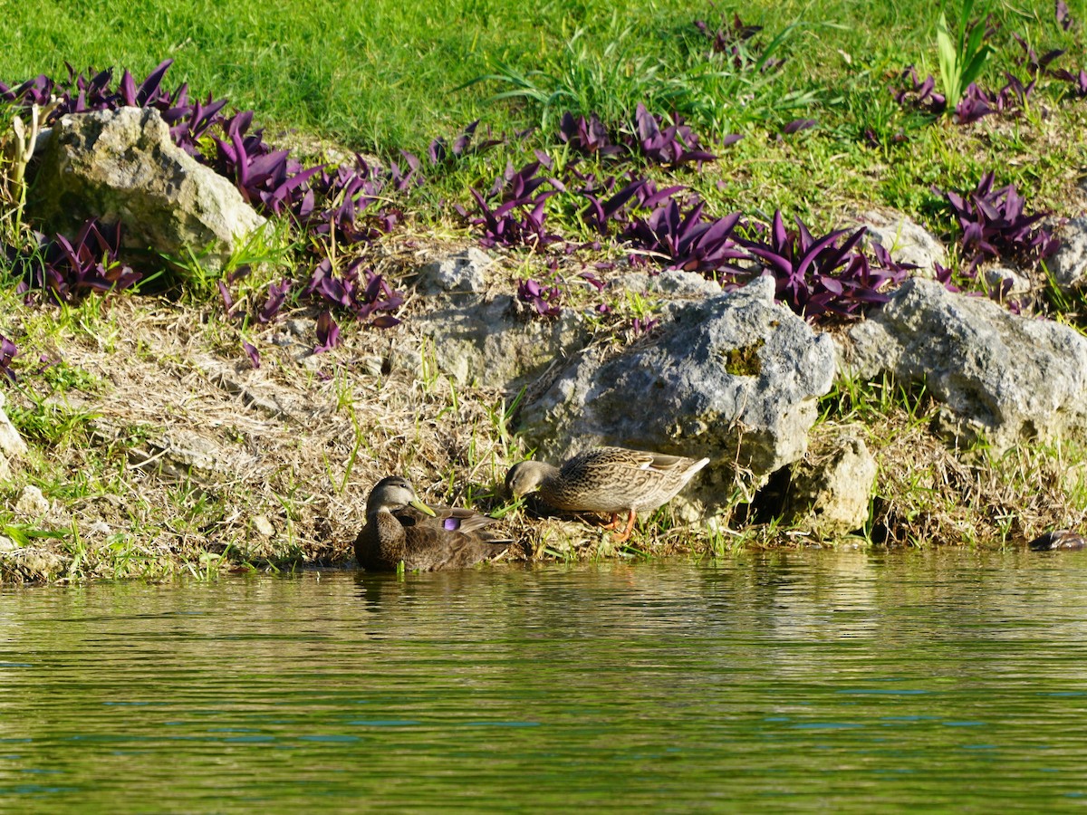 American Black Duck - ML418239181