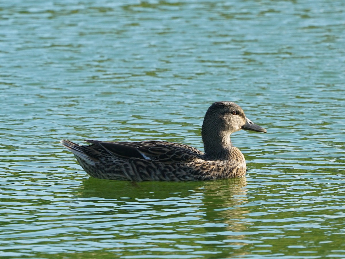 Mallard - ML418240071