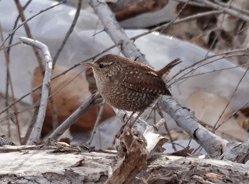 Winter Wren - ML418242431