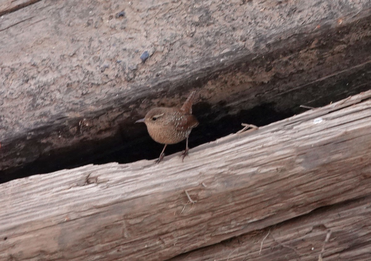 Winter Wren - ML418242751