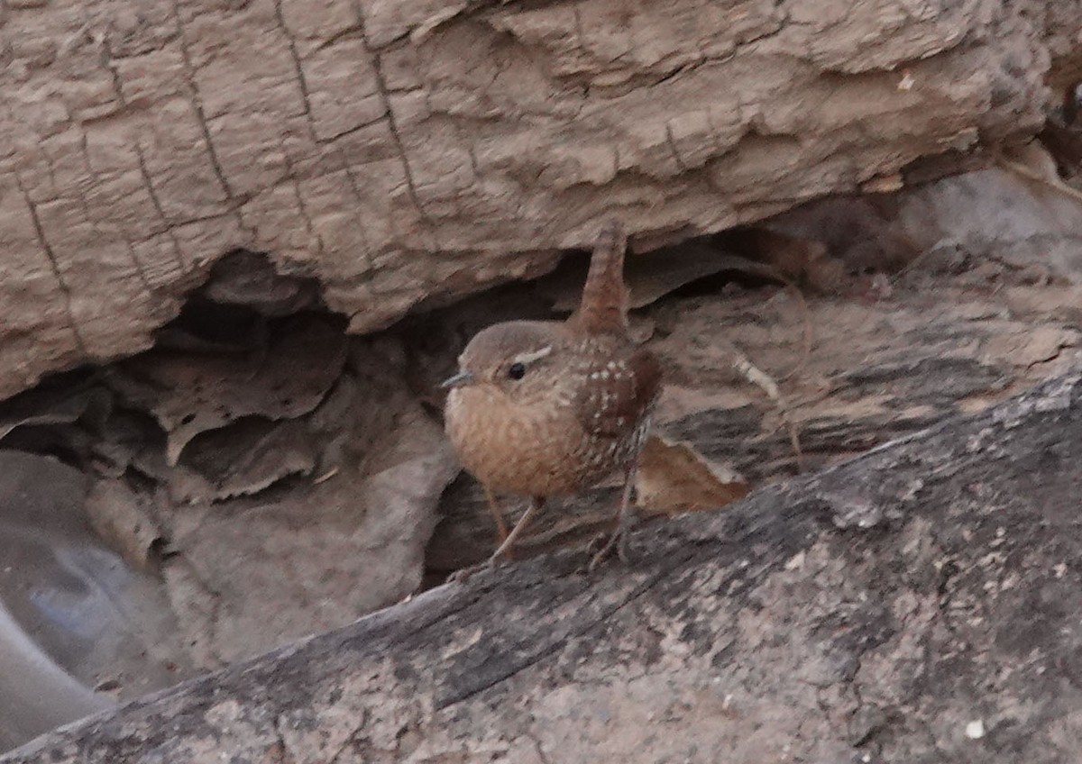 Winter Wren - ML418242801