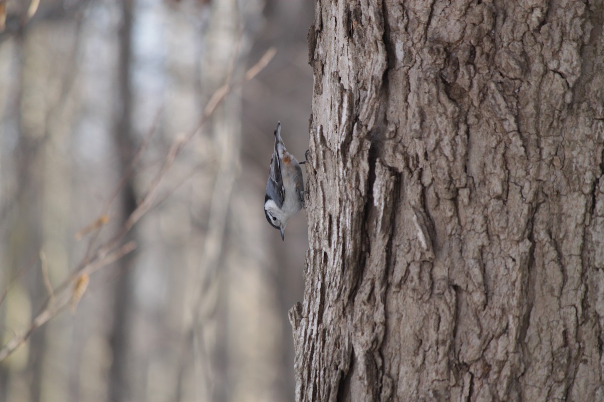 White-breasted Nuthatch - ML418243551