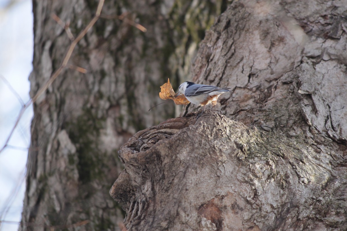 White-breasted Nuthatch - ML418243561