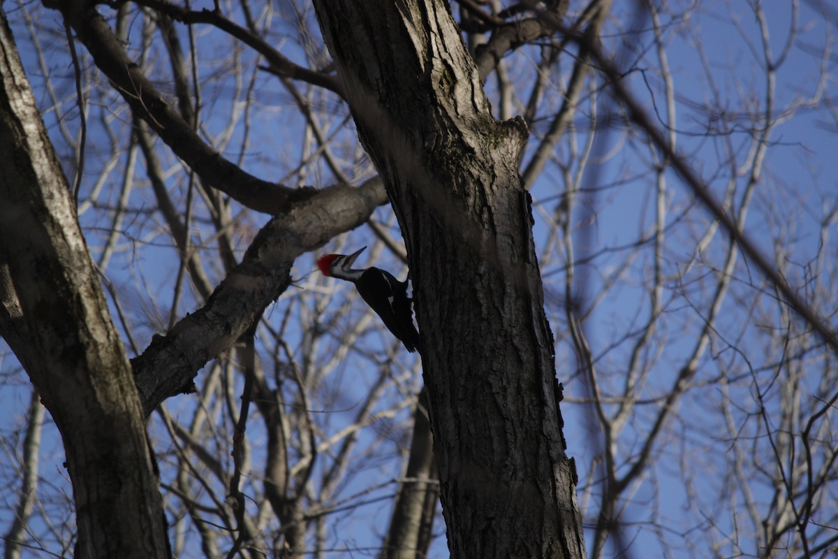 Pileated Woodpecker - ML418244141