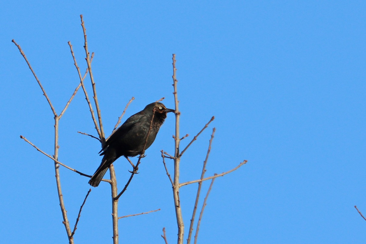 Rusty Blackbird - ML418244911