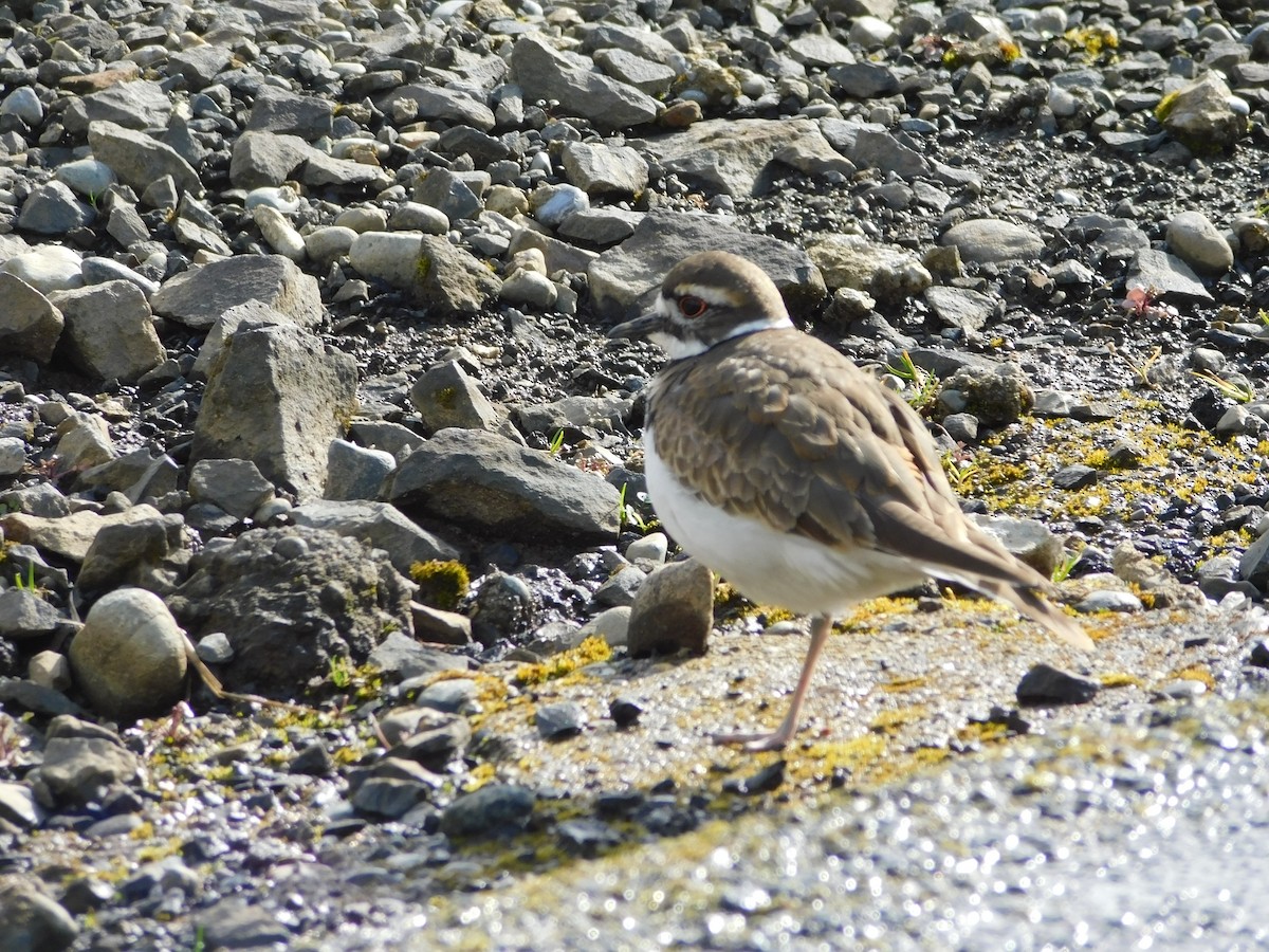 Killdeer - Charles Fredsall