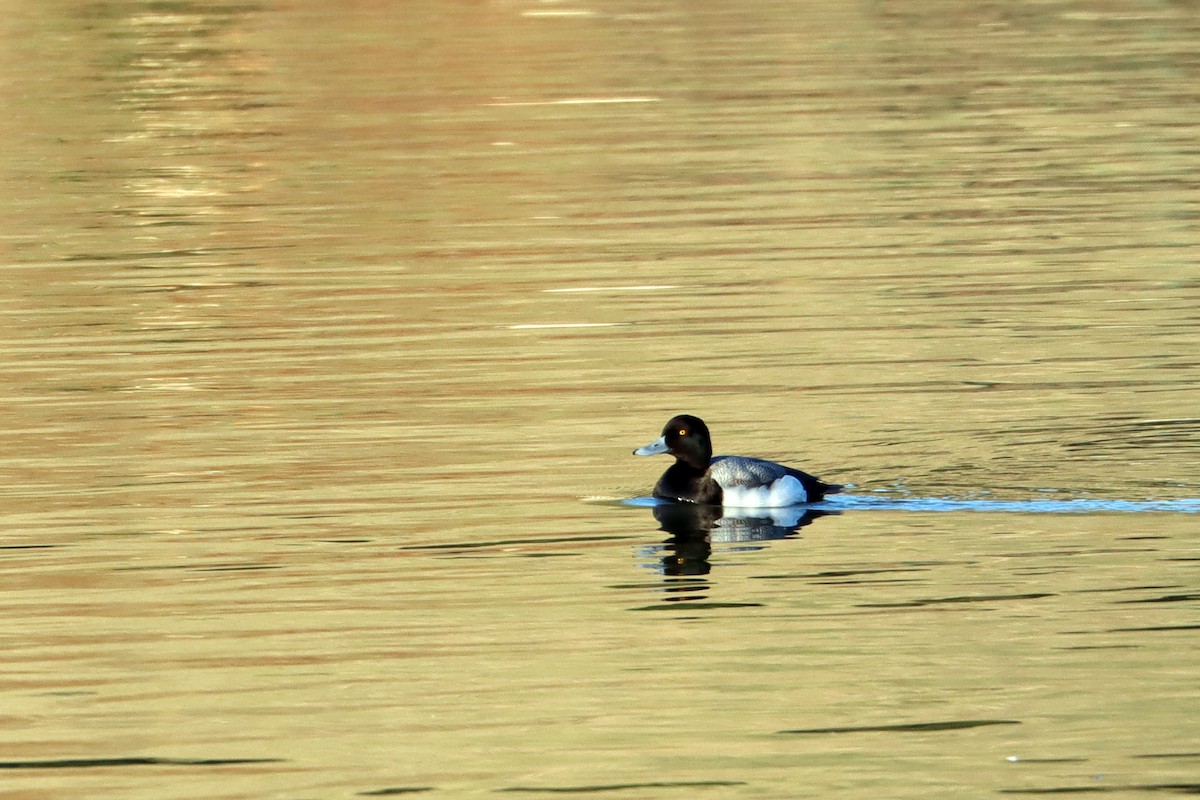 Greater Scaup - ML418245031