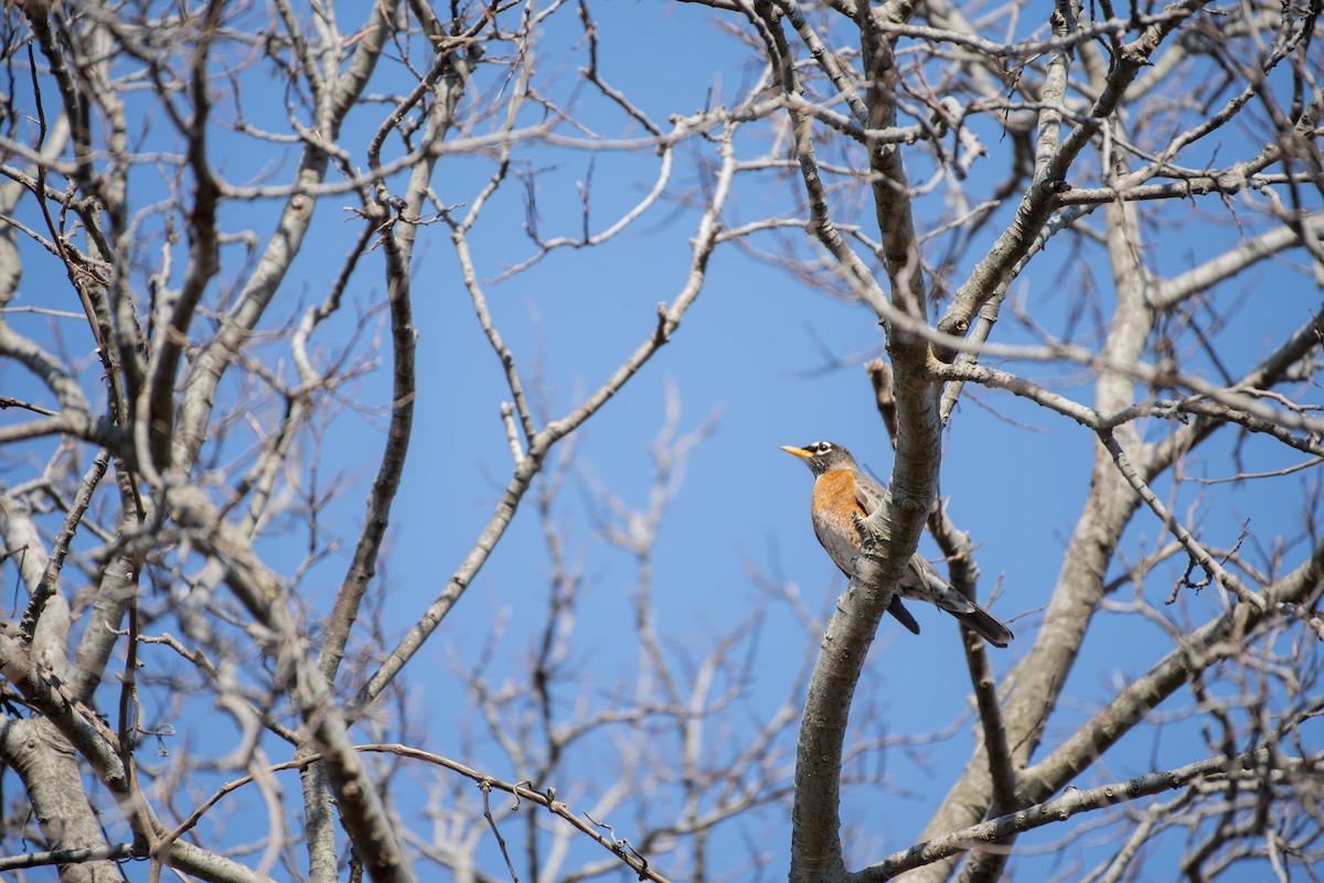 American Robin - ML418245841