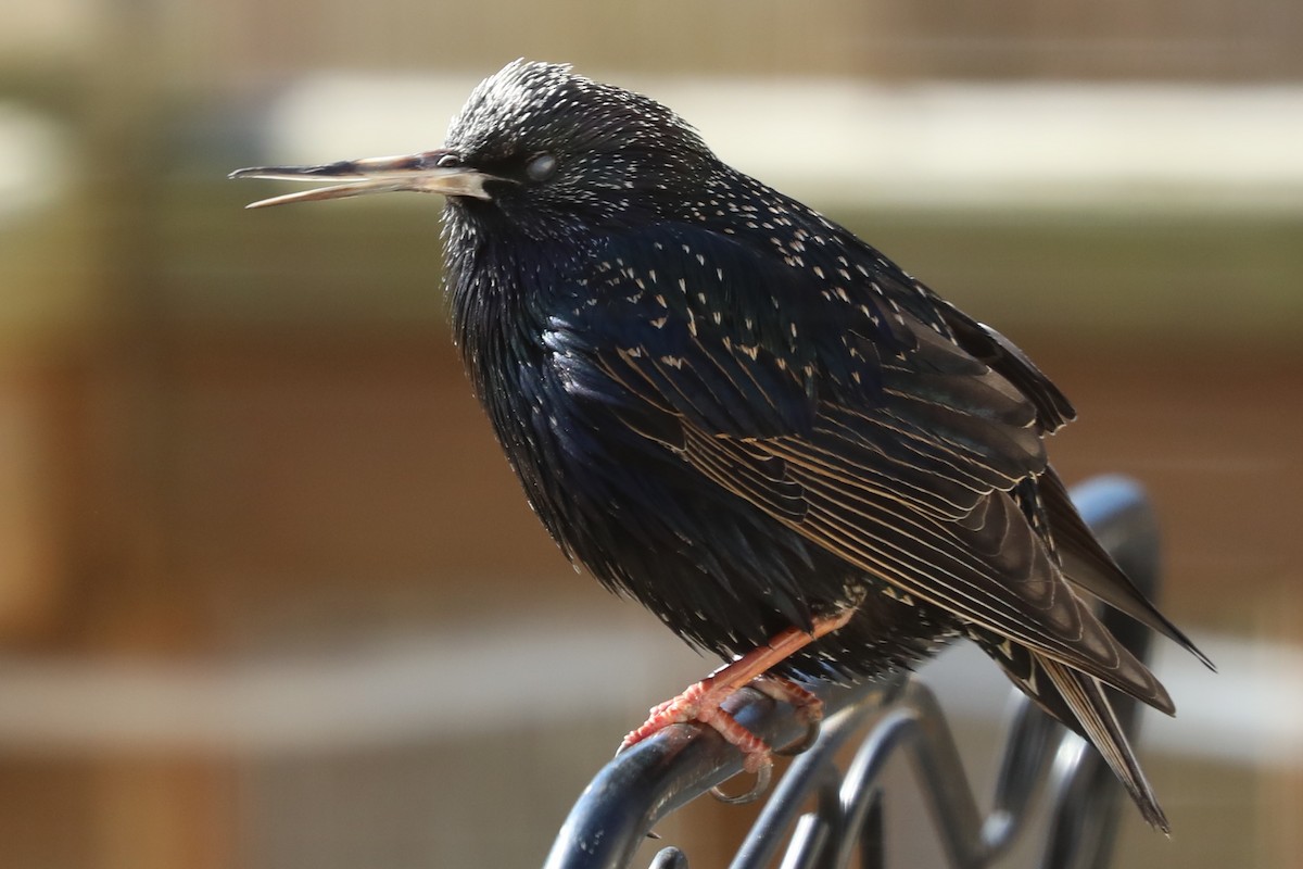 European Starling - ML418245941