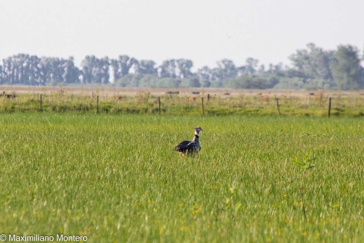 Southern Screamer - ML418247281