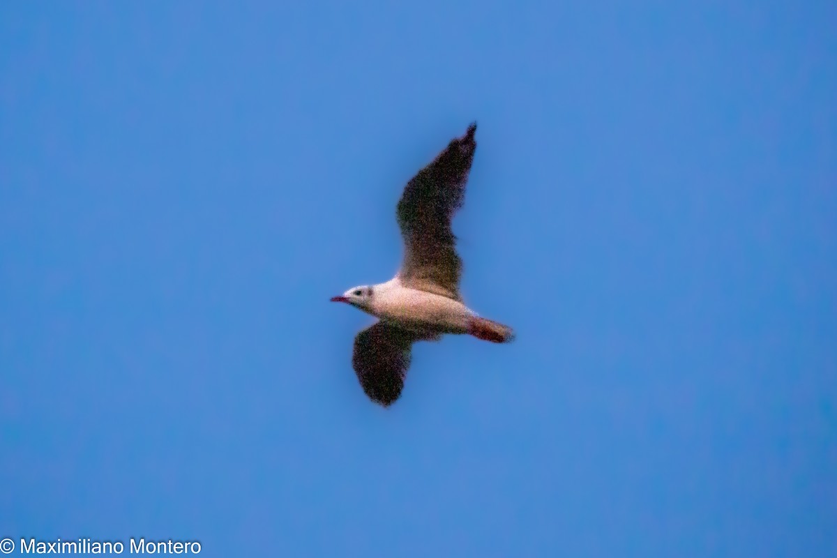 Gray-hooded Gull - Mateo Montero Mondino