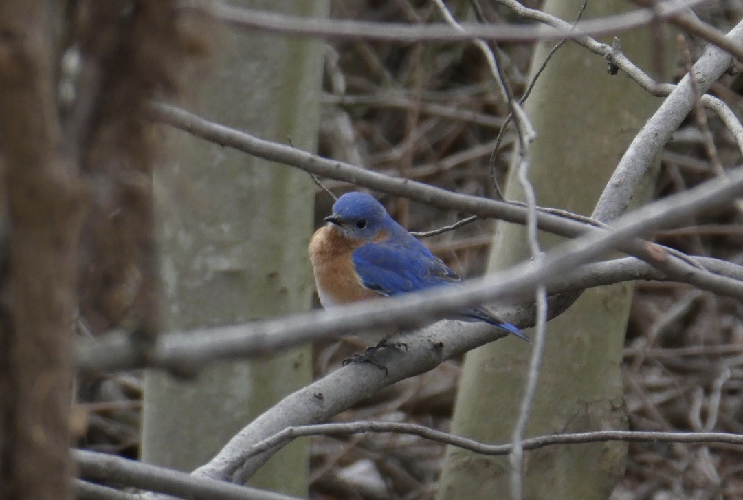 Eastern Bluebird - ML418249711