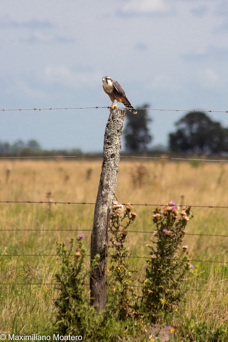 Aplomado Falcon - ML418250521