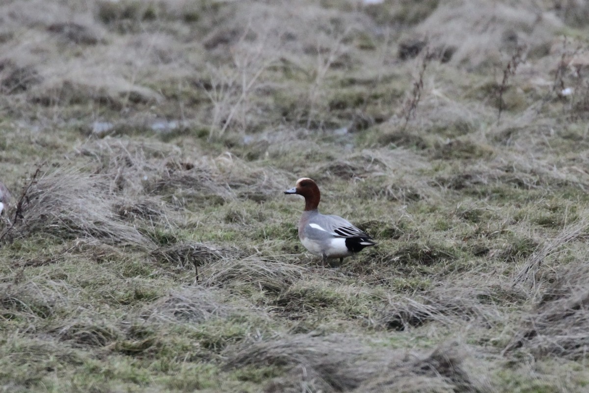 Eurasian Wigeon - ML418251841