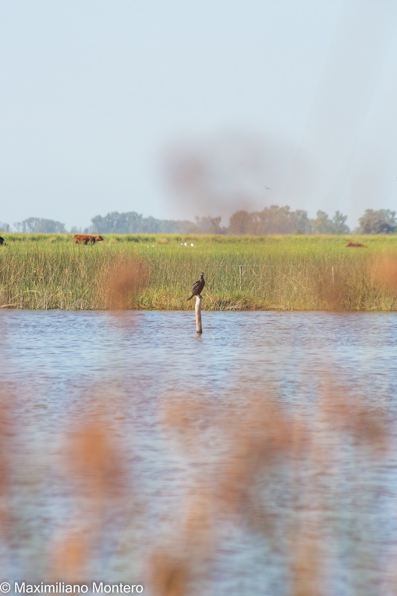 Cormorán Biguá - ML418252701