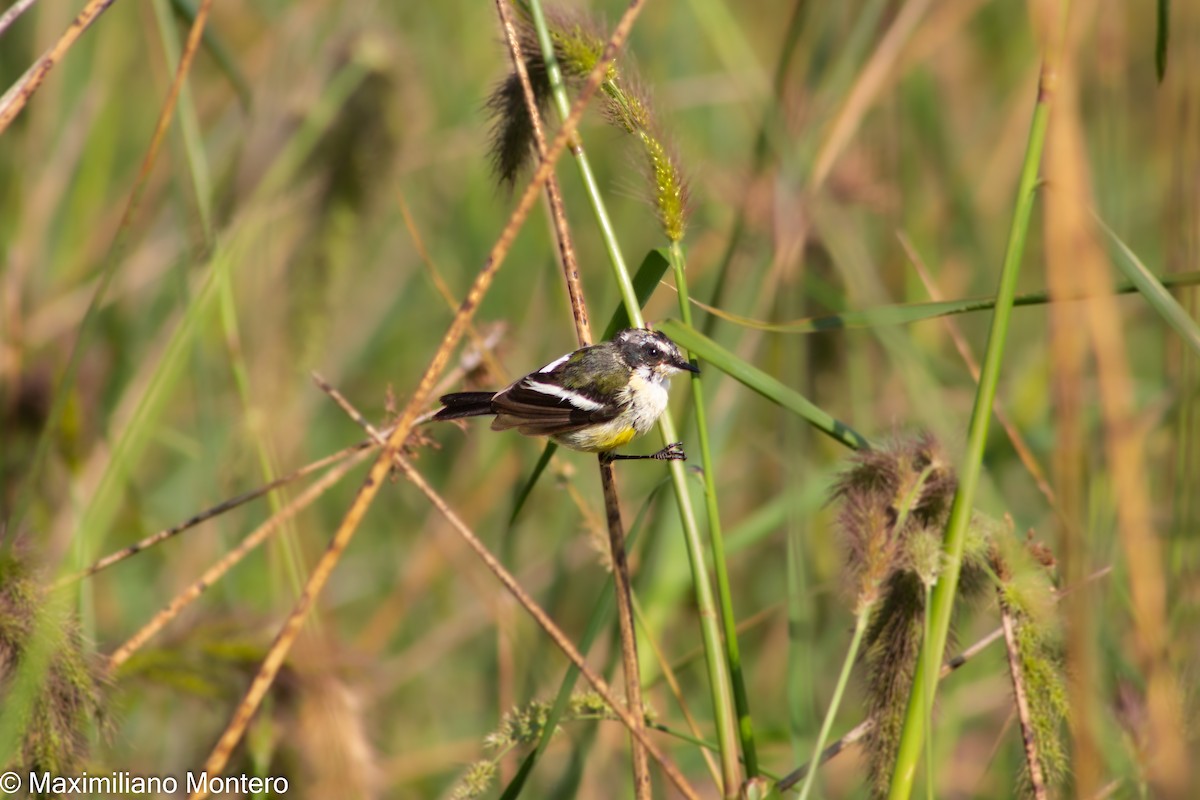 Many-colored Rush Tyrant - ML418253061