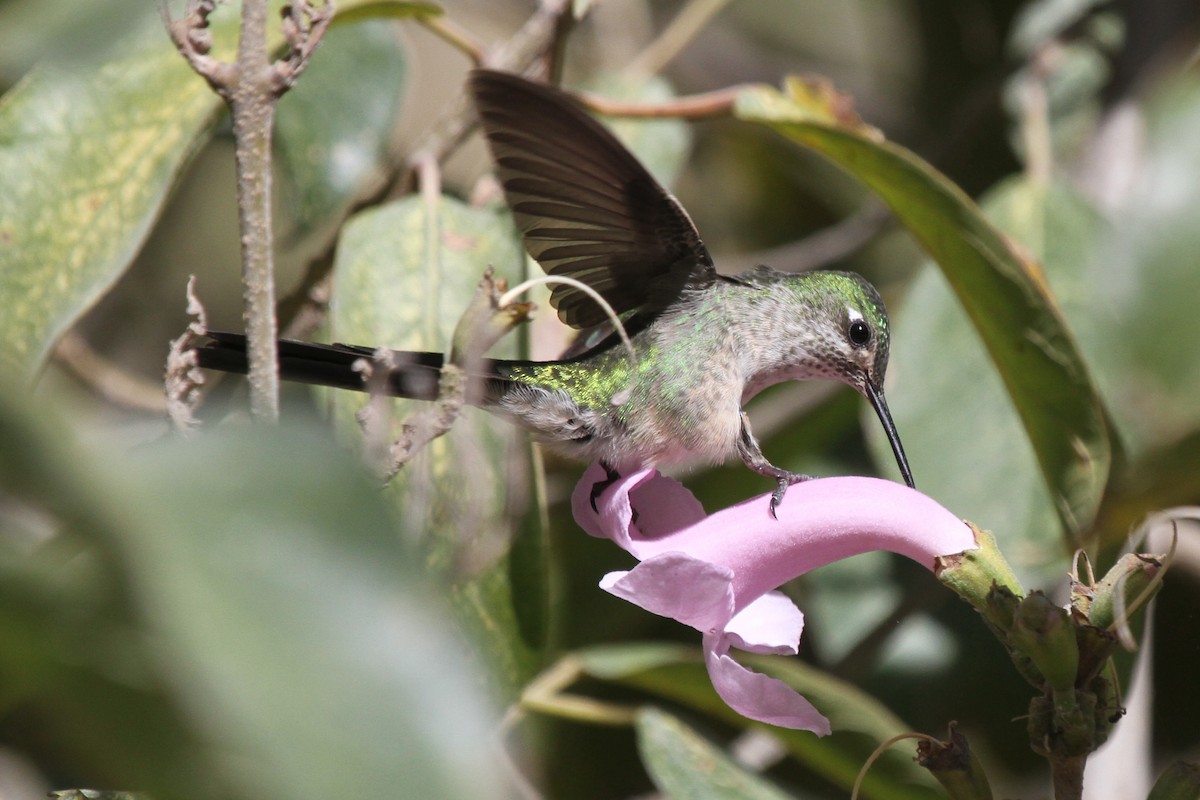 Colibrí Ventrigrís - ML41825341