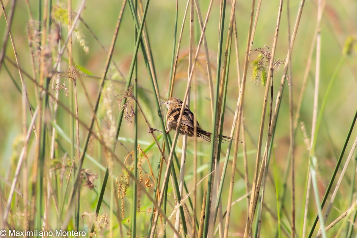 Wren-like Rushbird - ML418254191