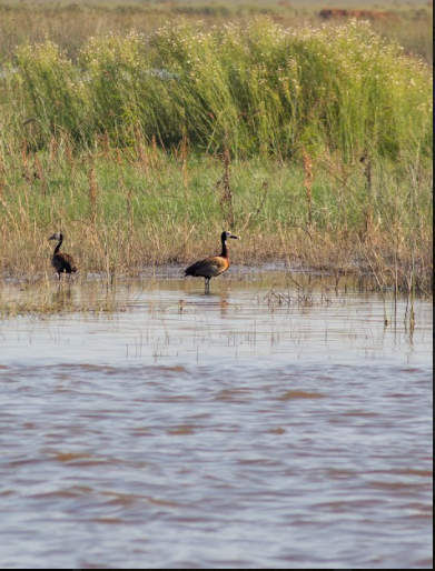 White-faced Whistling-Duck - Mateo Montero Mondino