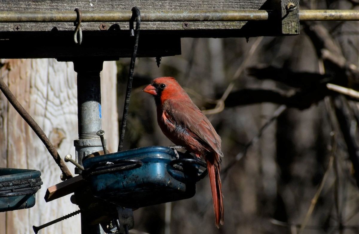 Northern Cardinal - ML418255031