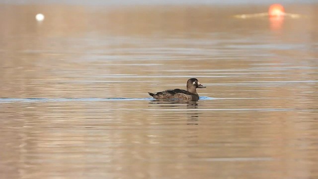 Velvet Scoter - ML418255341