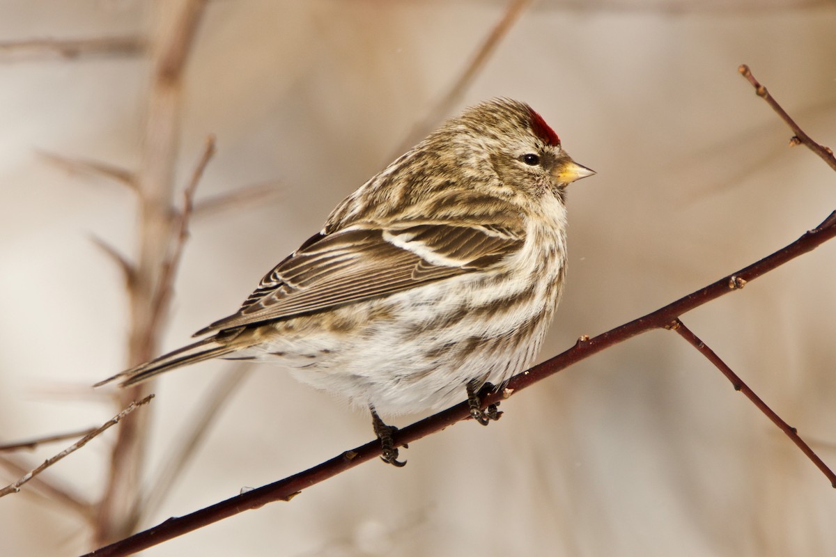 Common Redpoll - ML418257701