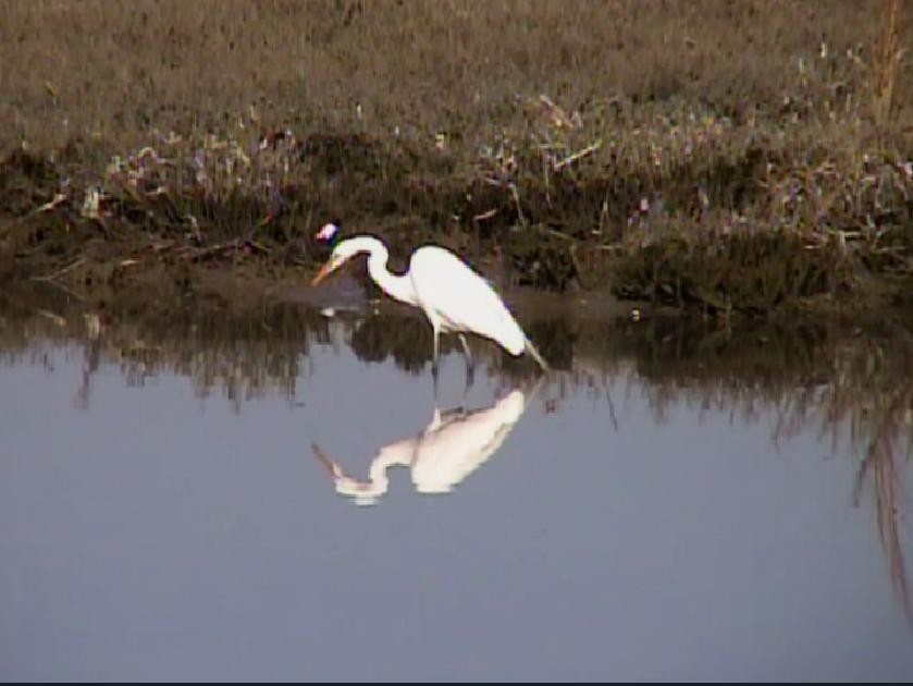 Great Egret - ML418258031