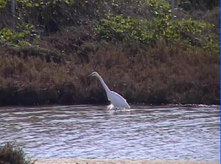 Great Egret - ML418258041