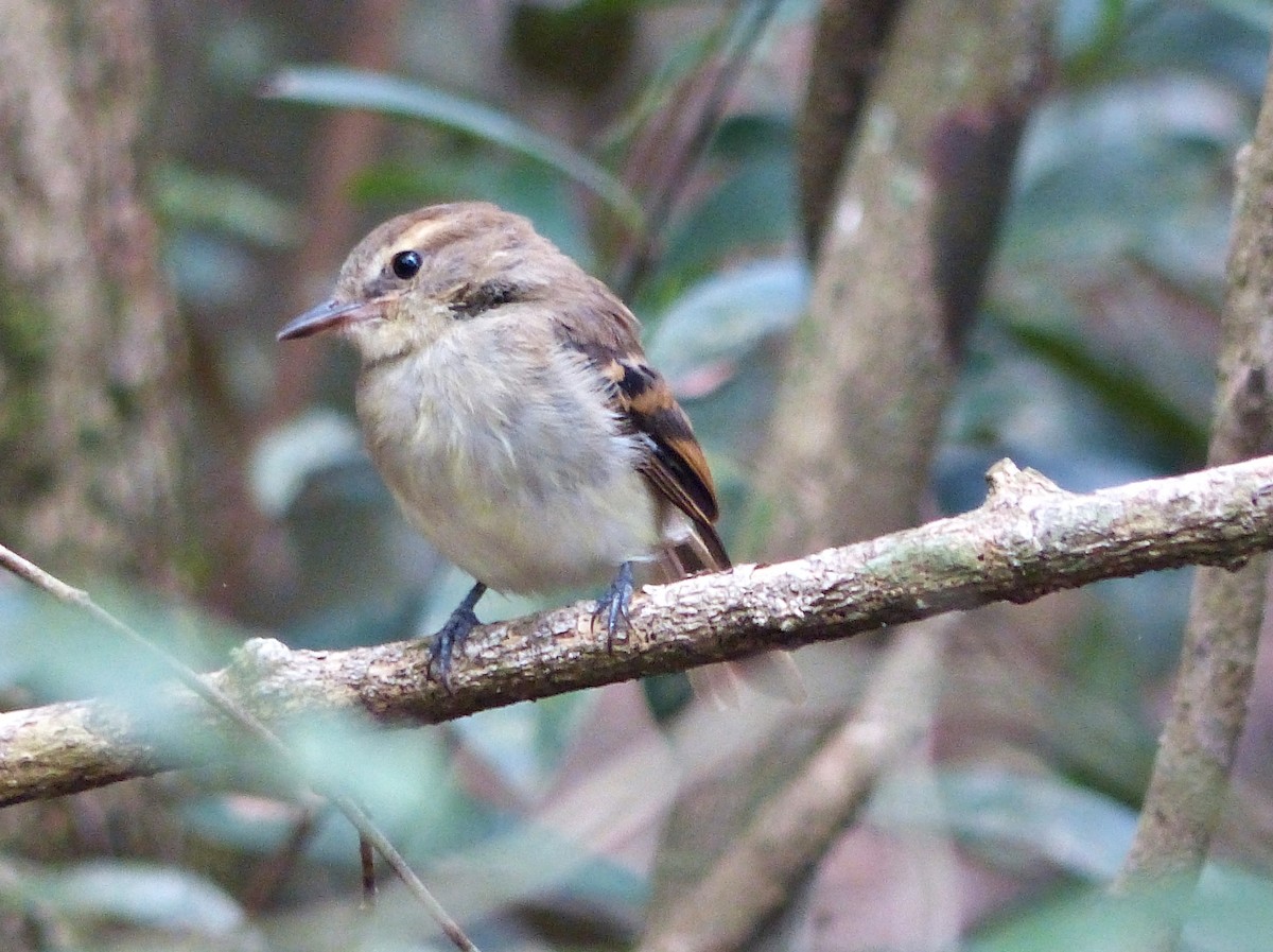 Fuscous Flycatcher - Carlos Schmidtutz