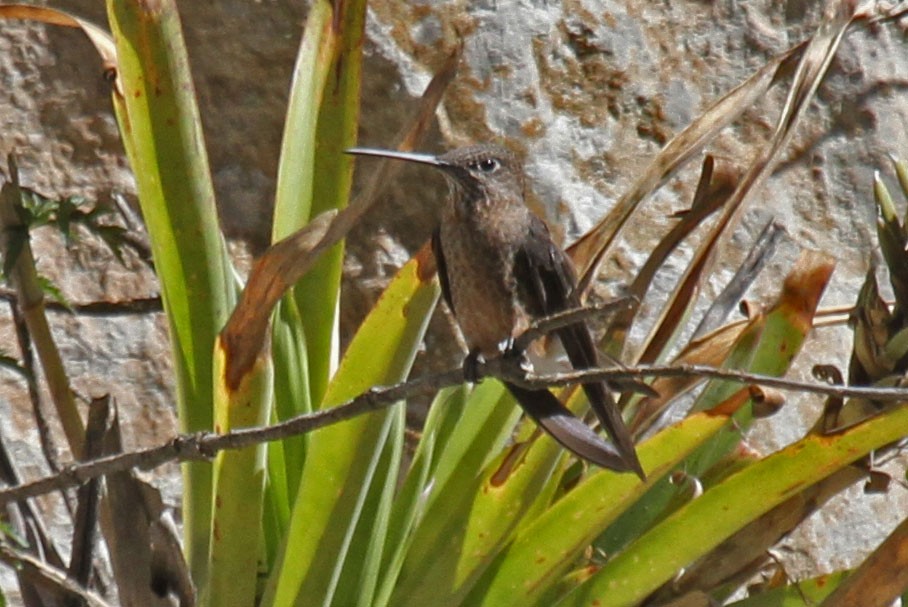 Colibrí Gigante - ML41825961