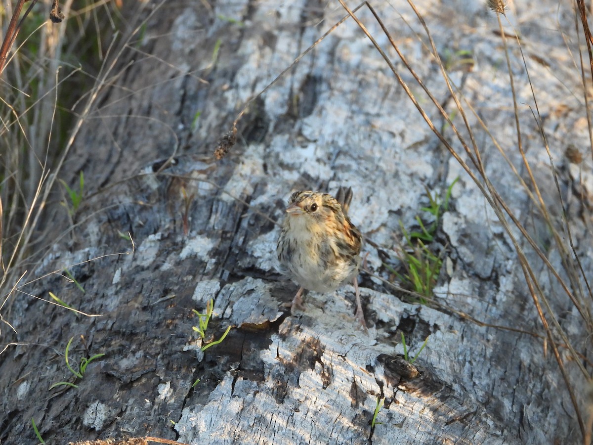 LeConte's Sparrow - ML418260181