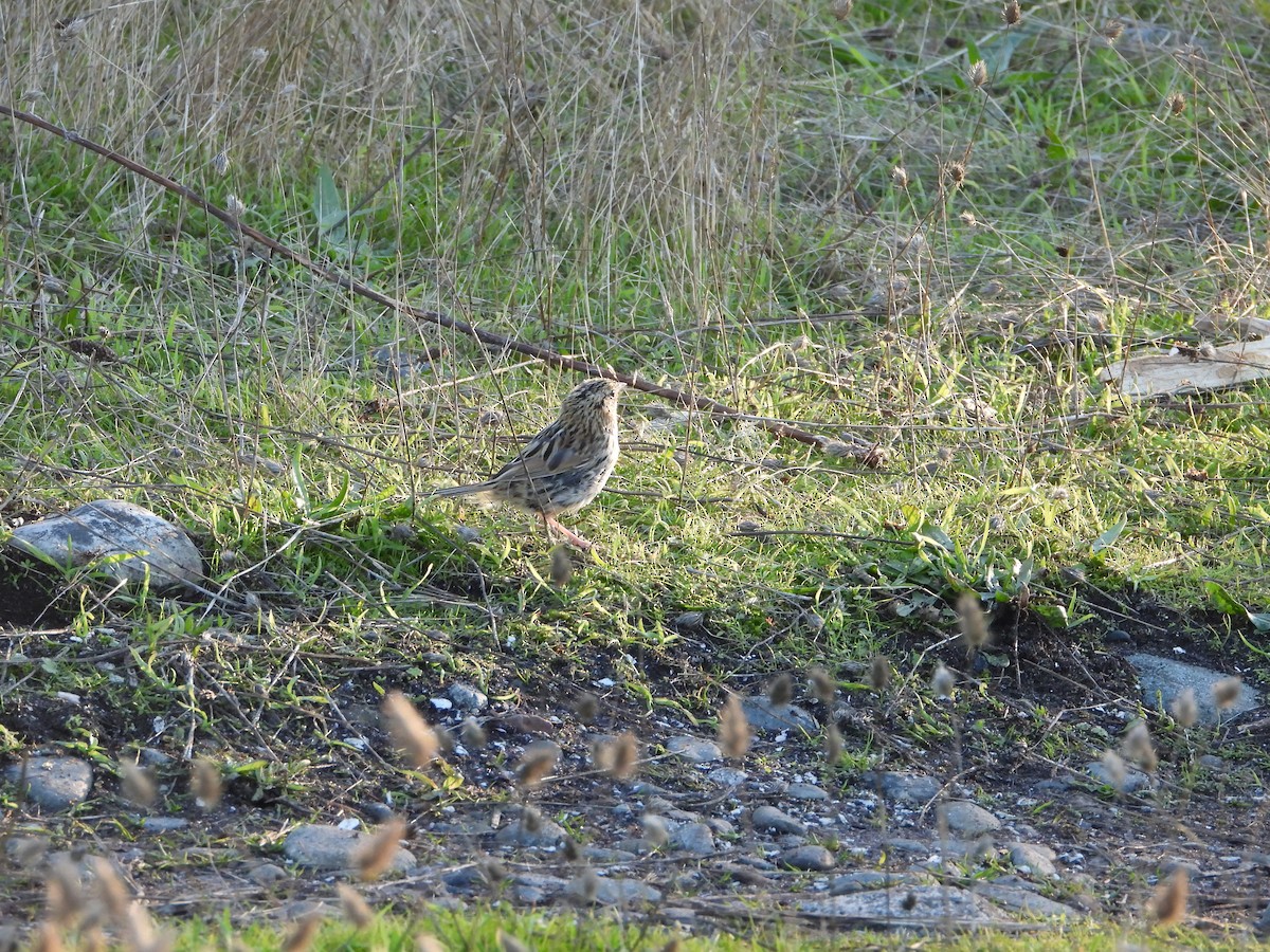 LeConte's Sparrow - ML418260221