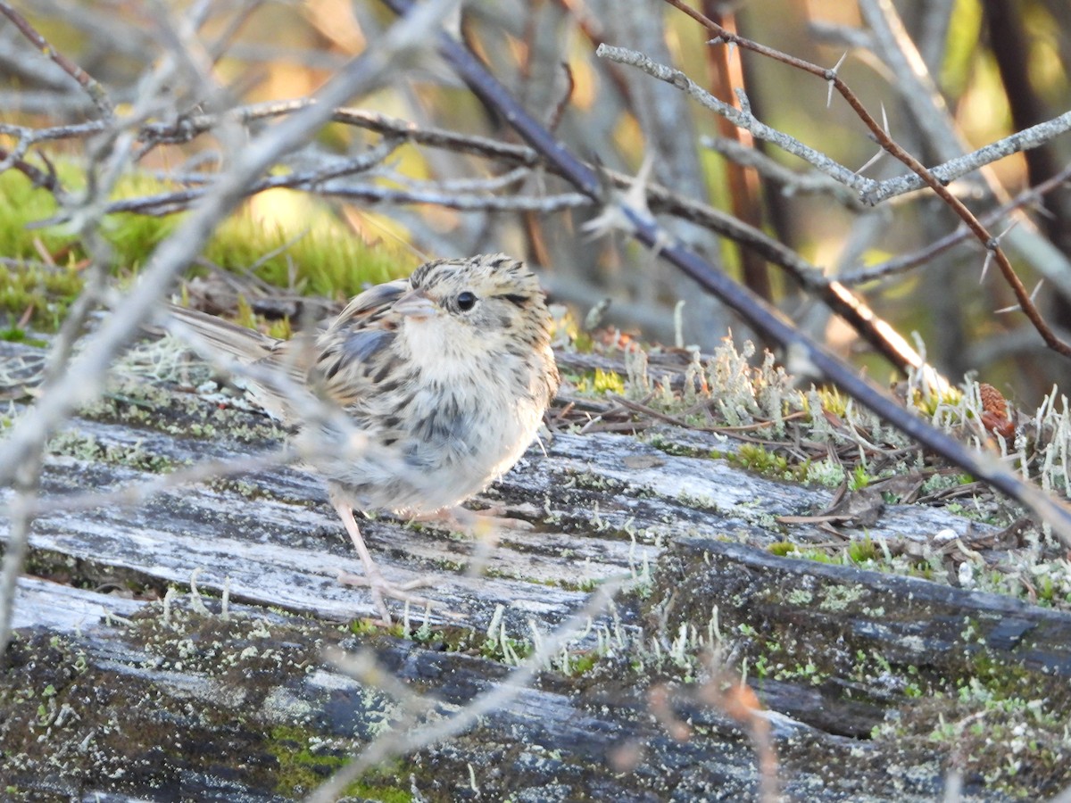 LeConte's Sparrow - ML418260251