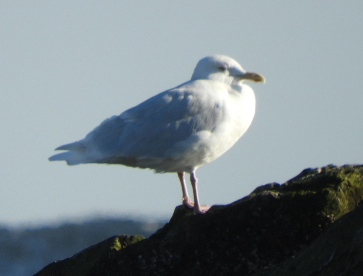 Glaucous Gull - ML418261131