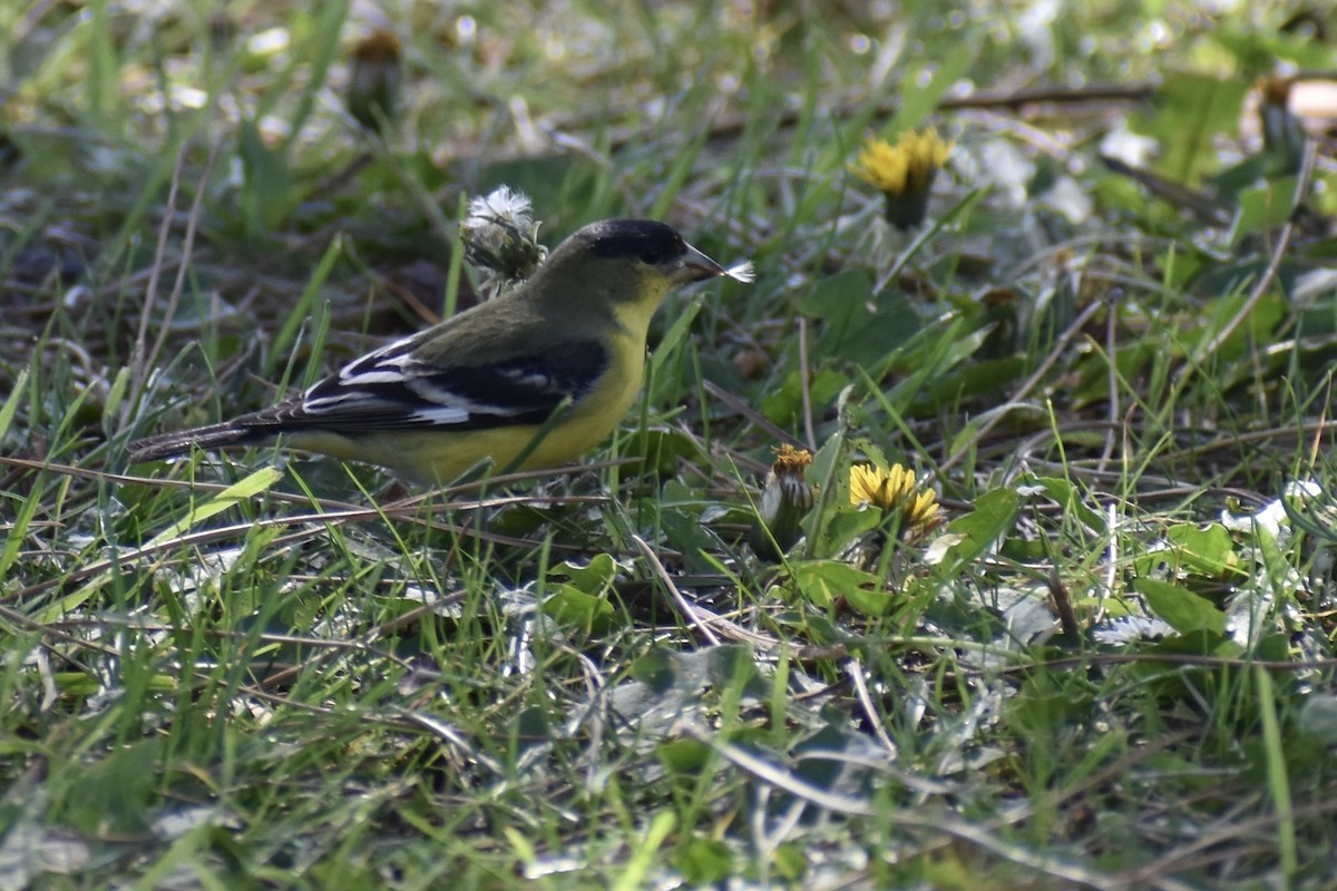 Lesser Goldfinch - ML418262161