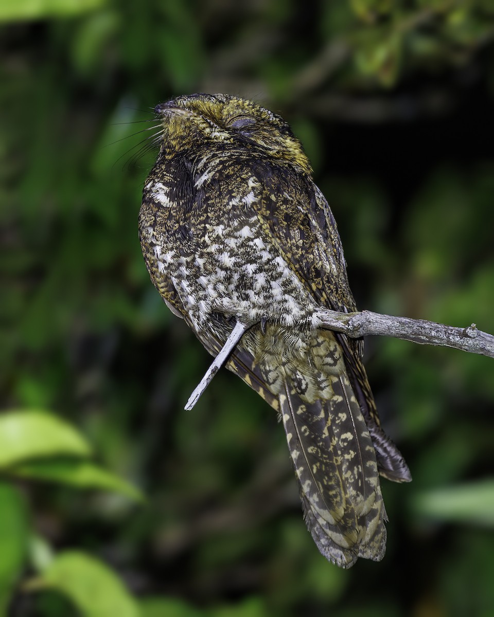 Yucatan Nightjar - Hernan Riverol