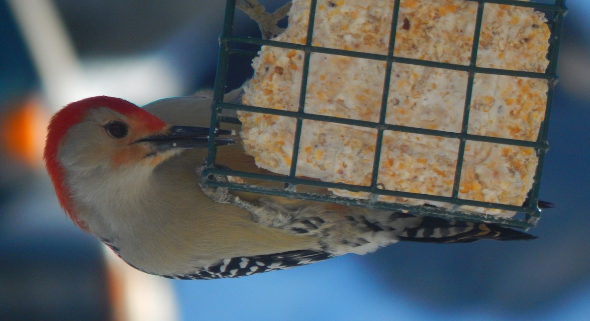 Red-bellied Woodpecker - ML418263361