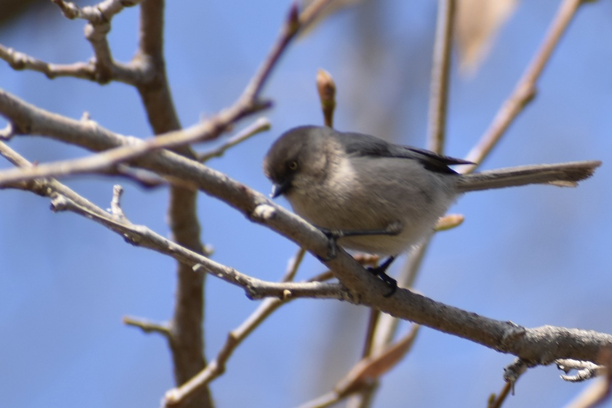 Bushtit - Chi Wei  Chen