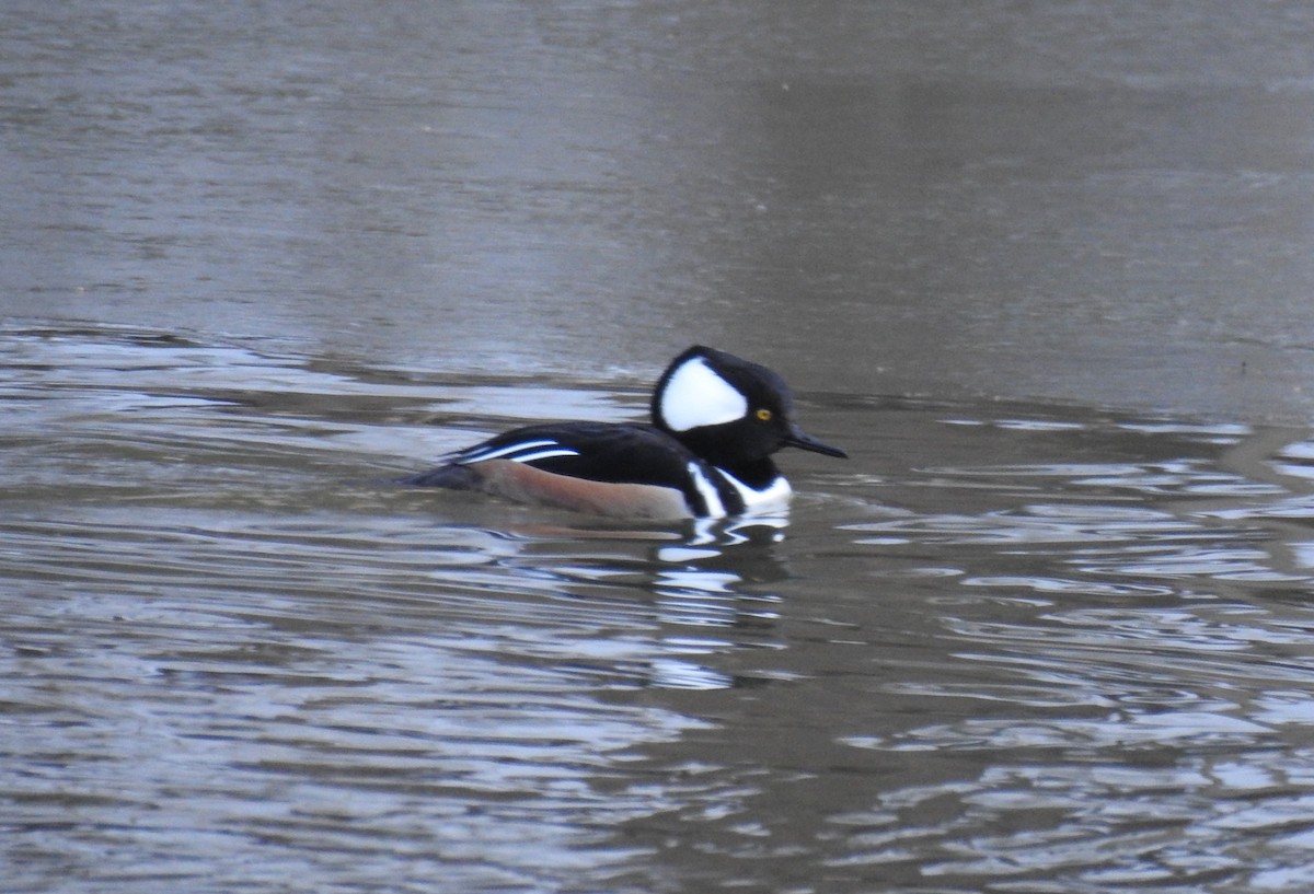 Hooded Merganser - ML418263871