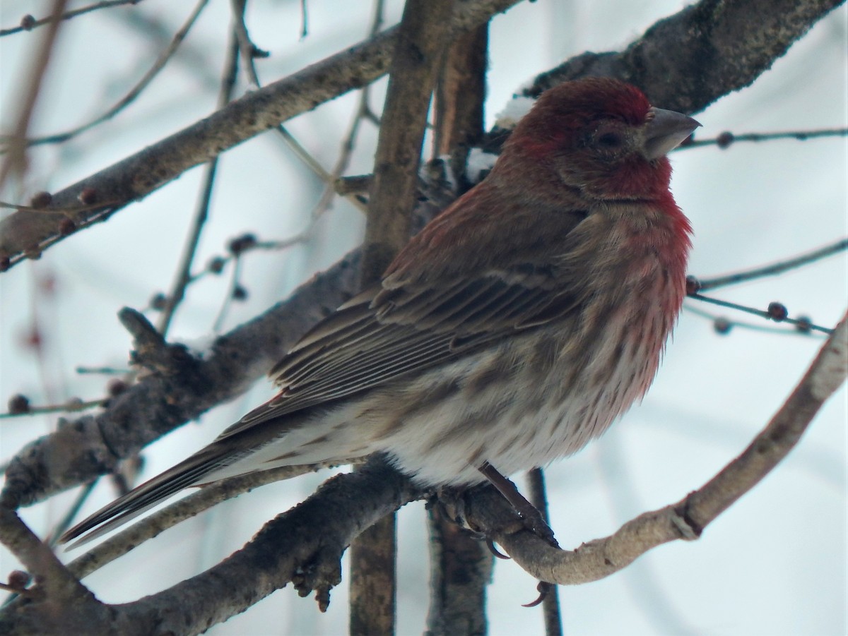 House Finch - ML418264061