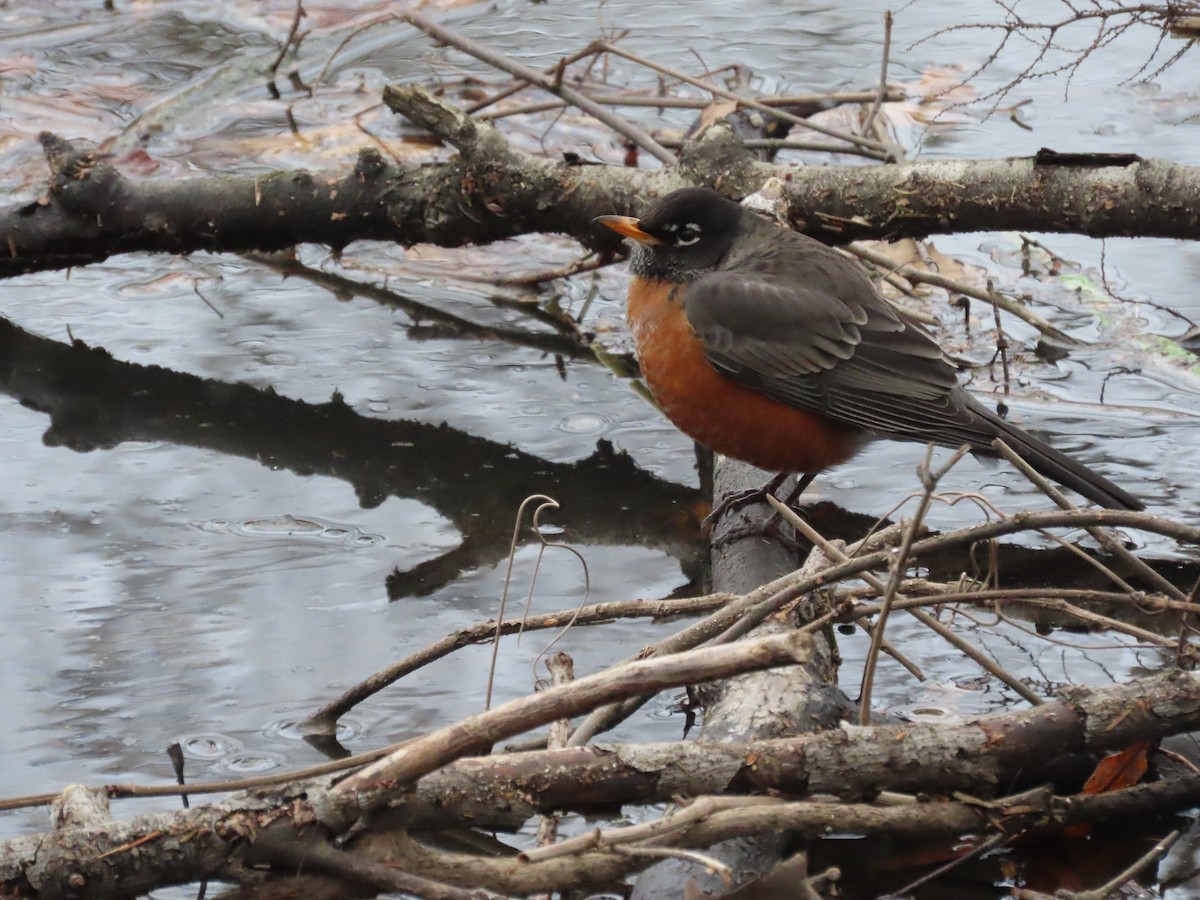 American Robin - ML418264801