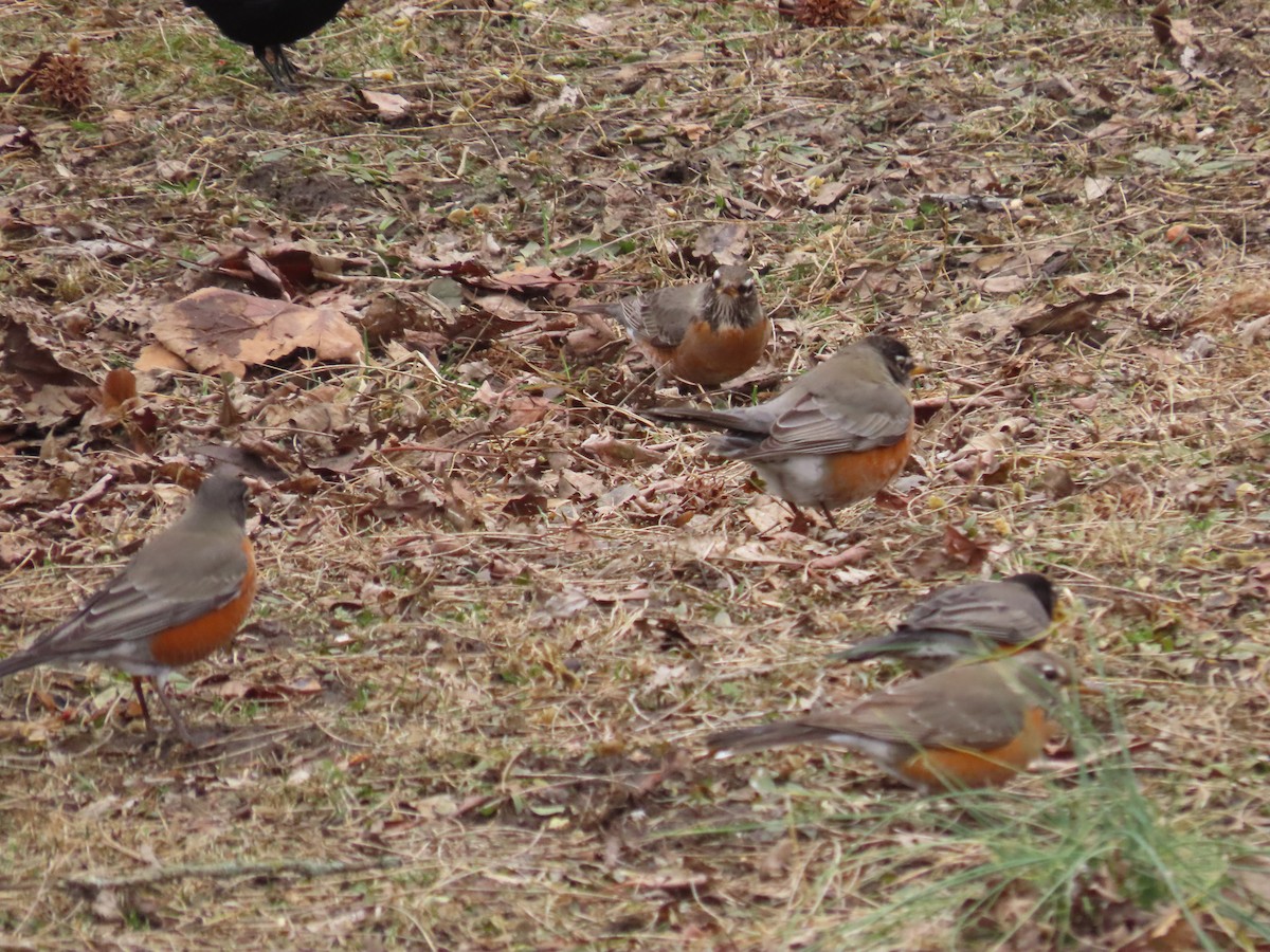 American Robin - ML418264821