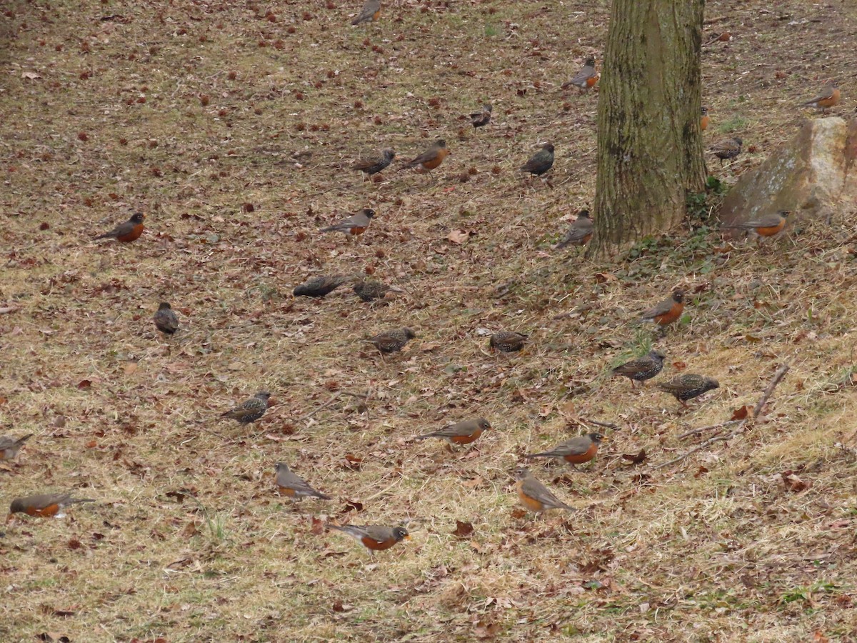 American Robin - ML418264831