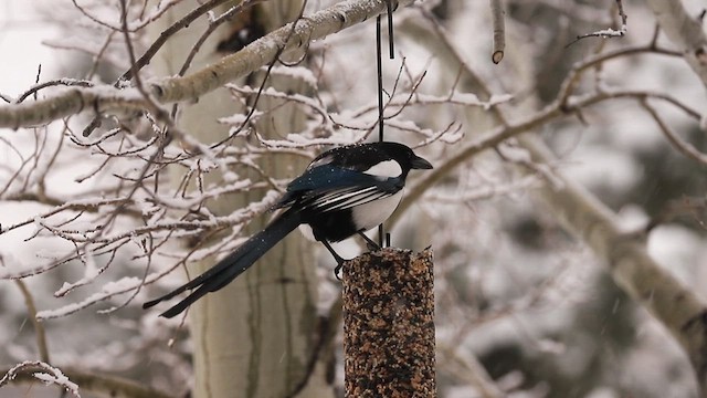 Black-billed Magpie - ML418265731