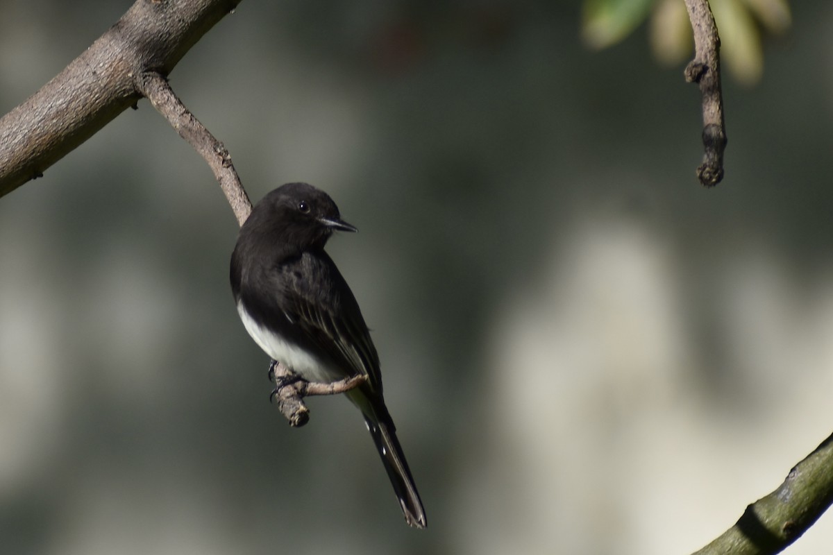 Black Phoebe - Chi Wei  Chen